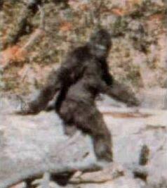This is a famous picture of Bigfoot. However, most think this picture is another hoax regarding the mysterious beast.