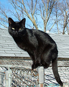 Black cats are regarded with suspicion and considered bad luck.