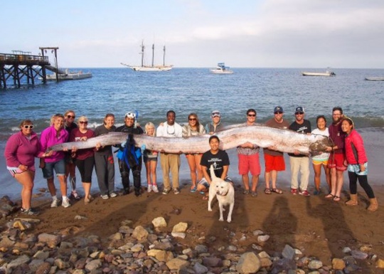 18-foot-long oarfish found