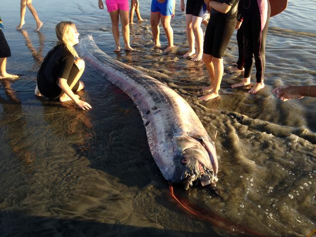 Oarfish Update: Dissection of the two oarfish