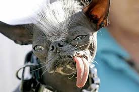 Elwood, Worlds Ugliest Dog,  dies unexpectedly on Thanksgiving 