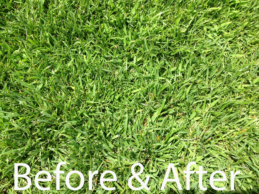 West Ranch's grass has grown a couple millimeters as pictured above.