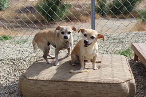 Siblings Lucy and Desi eagerly waiting for their turn to get walked.