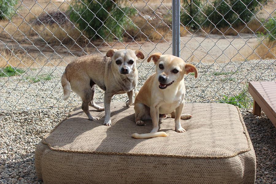 Siblings Lucy and Desi eagerly waiting for their turn to get walked.
