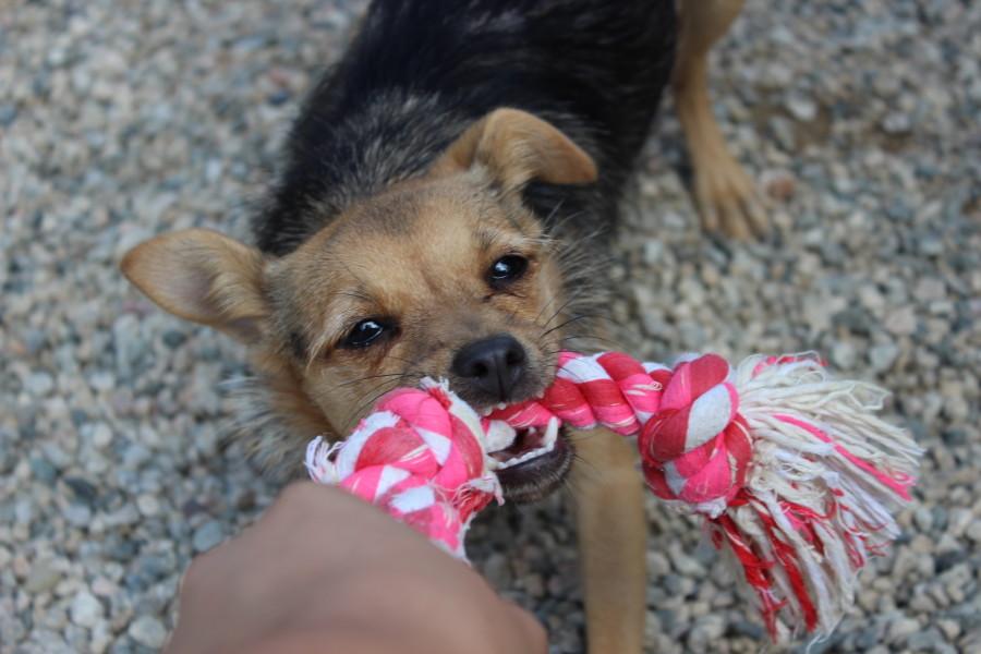 Usually, it is uncommon for The Brittany Foundation to host young dogs, but Sophie is a sweet exception. This eight-month-old is overfilled with energy and loves to play fetch and tug-of-war. 
