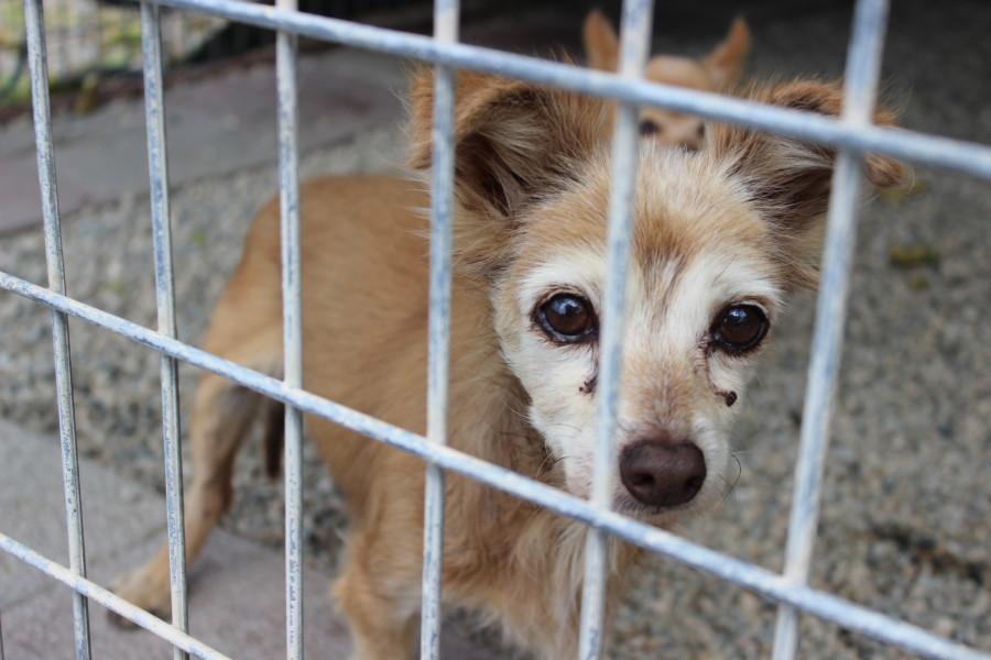    In the back of one section of the shelter, there are around eight small and medium-sized dogs walking around in a gated area. They have fear in their eyes as humans approach them. These animals are “feriles,” as Nancy calls them. Nancy rescued these animals after hearing that they were hoarded with 200 other dogs in a lady’s apartment in Baldwin Park. Having socialization with only dogs, the “feriles” avoid the volunteers. Some have greatly improved in interacting with humans since their transfer to the Brittany Foundation.
