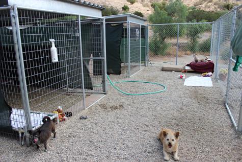 Meanwhile, in the small dog area, the other three members are cleaning out kennels. A great thing about the Brittany Foundation is how the dogs live in a spacious area. The dogs’ kennels are huge; each kennel hosts two dogs, and includes a dog-gloo, at least two beds (sometimes even old couches), and many donated toys. Nancy usually opens up the kennels so that the animals can hang around outside in the enclosed area.