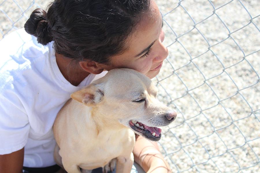 A Day At the Shelter