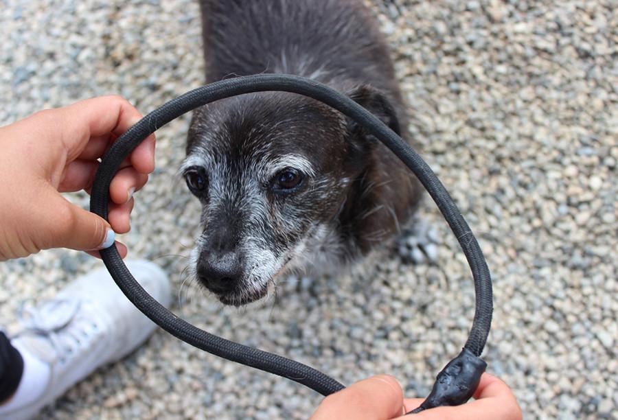 Walking the dogs is crucial because exercise lessens stress levels.
