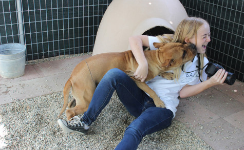 Also, the Brittany Foundation specializes in rescuing abused or disabled animals. Here is J-Lo, who was found with an engraved line across her lower back. Nancy speculates the scar to be from the previous owner’s abuse, cutting a wire into her skin. J-Lo will not be able to regrow fur in the scarred area. However, her scar doesn’t stop her from being a total sweetheart.