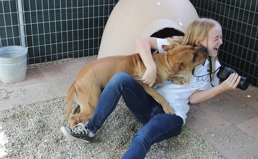 Also, the Brittany Foundation specializes in rescuing abused or disabled animals. Here is J-Lo, who was found with an engraved line across her lower back. Nancy speculates the scar to be from the previous owner’s abuse, cutting a wire into her skin. J-Lo will not be able to regrow fur in the scarred area. However, her scar doesn’t stop her from being a total sweetheart. 
