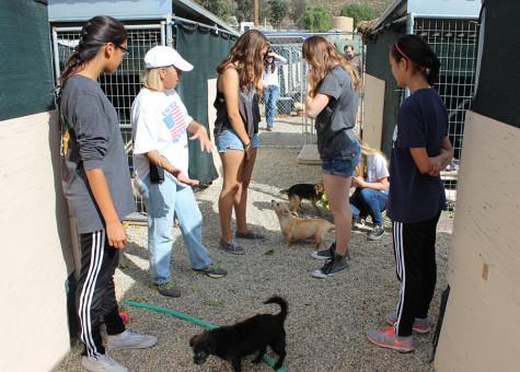 B.A.R.K. (Benefit All Rejected K-9s) is a club on campus designed to help neighboring shelters with fundraisers and volunteering service. The members of West Ranch club, B.A.R.K. are greeted by Nancy Anderson, owner of The Brittany Foundation. She takes the girls on a tour, introduces all the animals, and demonstrates how to properly clean out the kennels.