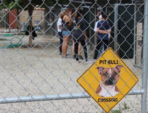  The volunteers move on to see the larger dogs. The Brittany Foundation hosts around 12 large dogs, including pitbulls, which in society’s standards, are viewed as monsters. 