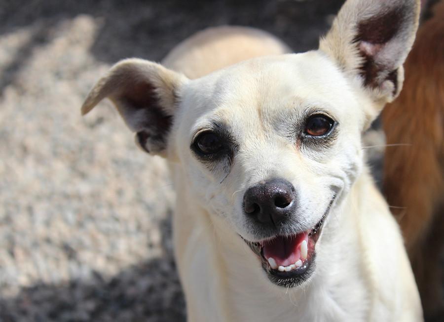 The animal sanctuary truly changes these furry friends' lives. Kloee was abused by previous owners, but now is a one happy gal. 
