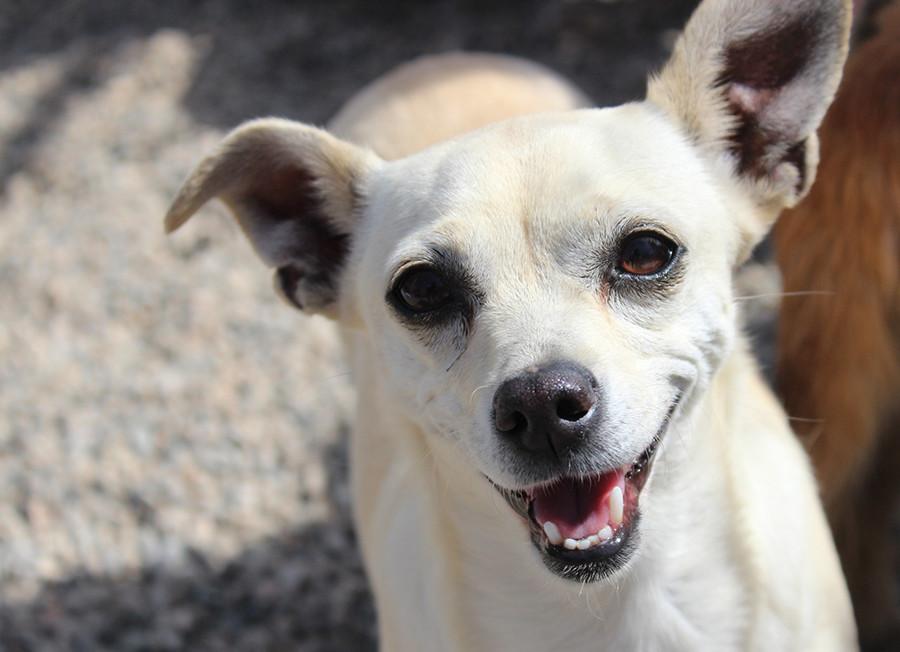 The animal sanctuary truly changes these furry friends lives. Kloee was abused by previous owners, but now is a one happy gal. 