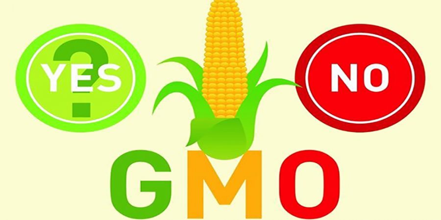 GMOs: Cancer Causing or Solution to World Hunger?