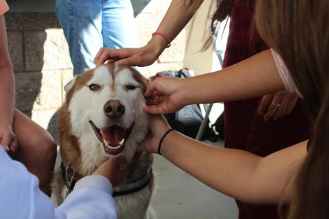 Wildcats and Dogs: Mental Health Edition