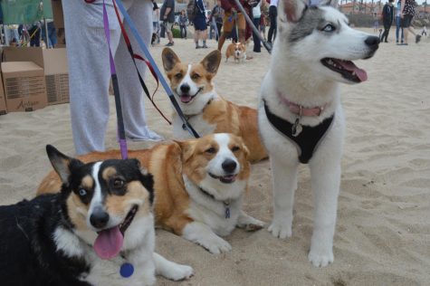 SoCal Corgi Beach Day Spring 2018
