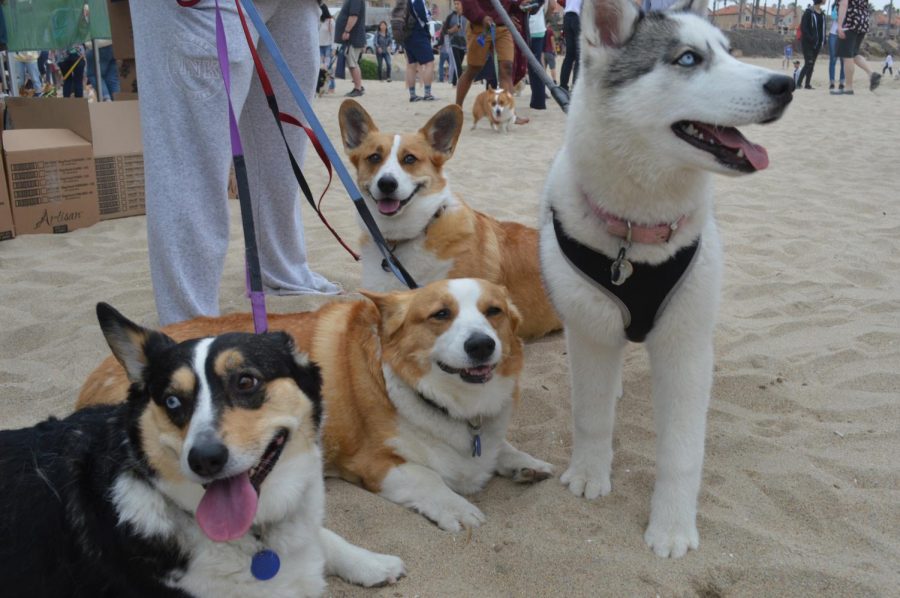 SoCal Corgi Beach Day Spring 2018