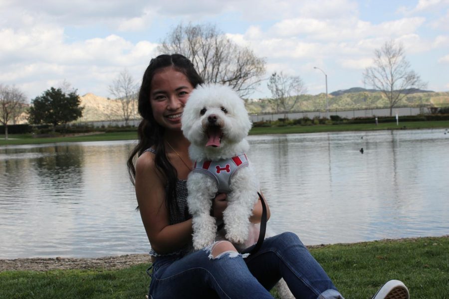 Wildcats and Dogs: Snowball