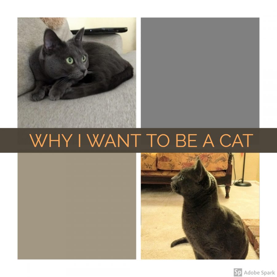 Why I Want to Be a Cat: What We Can Learn from Our Beloved Pets About Social Belonging