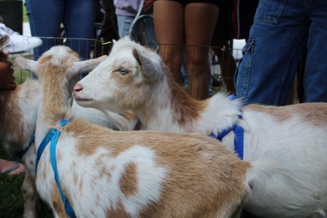 Goats on Campus: How a Few Animals can Provide Students With Mental Help