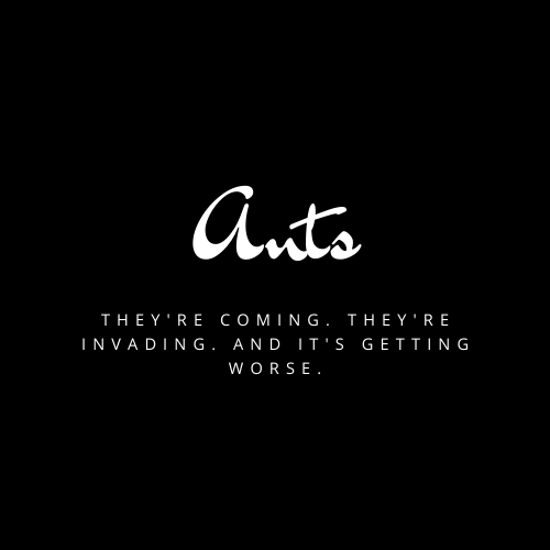 Ants: Theyre Coming. Theyre Invading. And its getting worse.