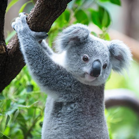 Koalas in Crisis: Australian Wildfires Ravage a Vulnerable Population